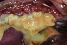 dental disease dog stage 3